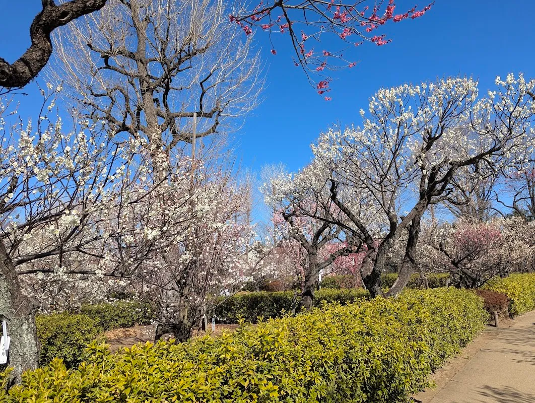 世田谷区立羽根木公園 6