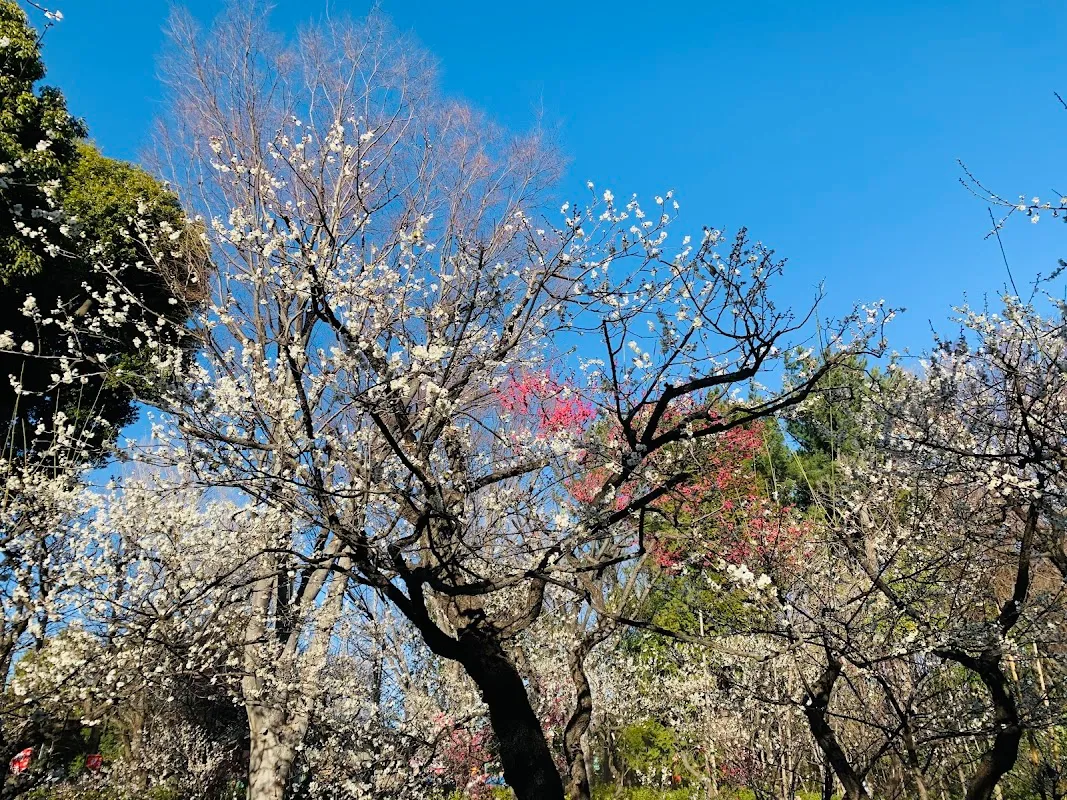 世田谷区立羽根木公園 7