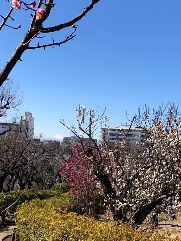世田谷区立羽根木公園 10