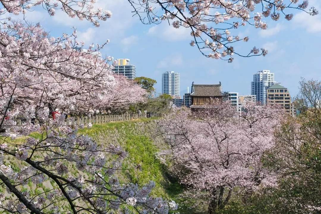 Fukuoka in 2 Days: Hakata Ramen, Castle Parks & Dazaifu Shrine 6