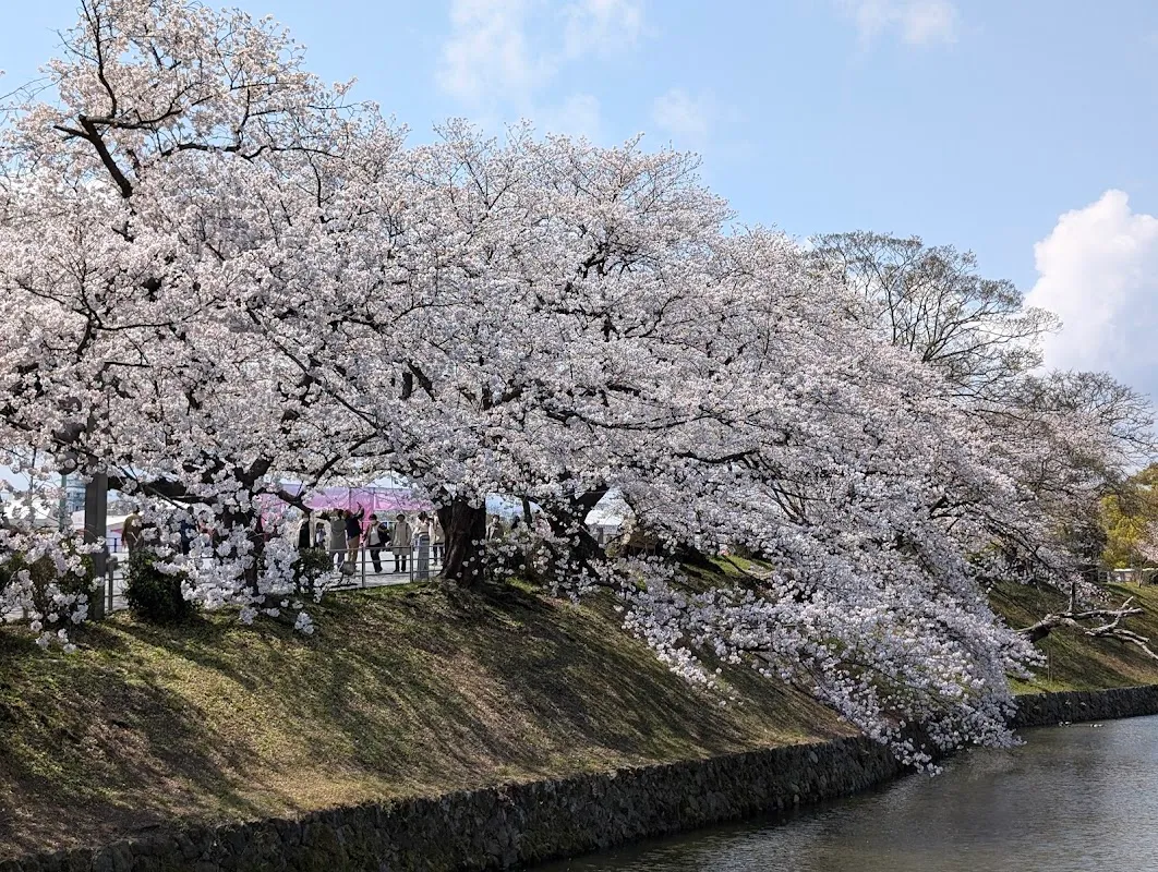 舞鶴公園 6