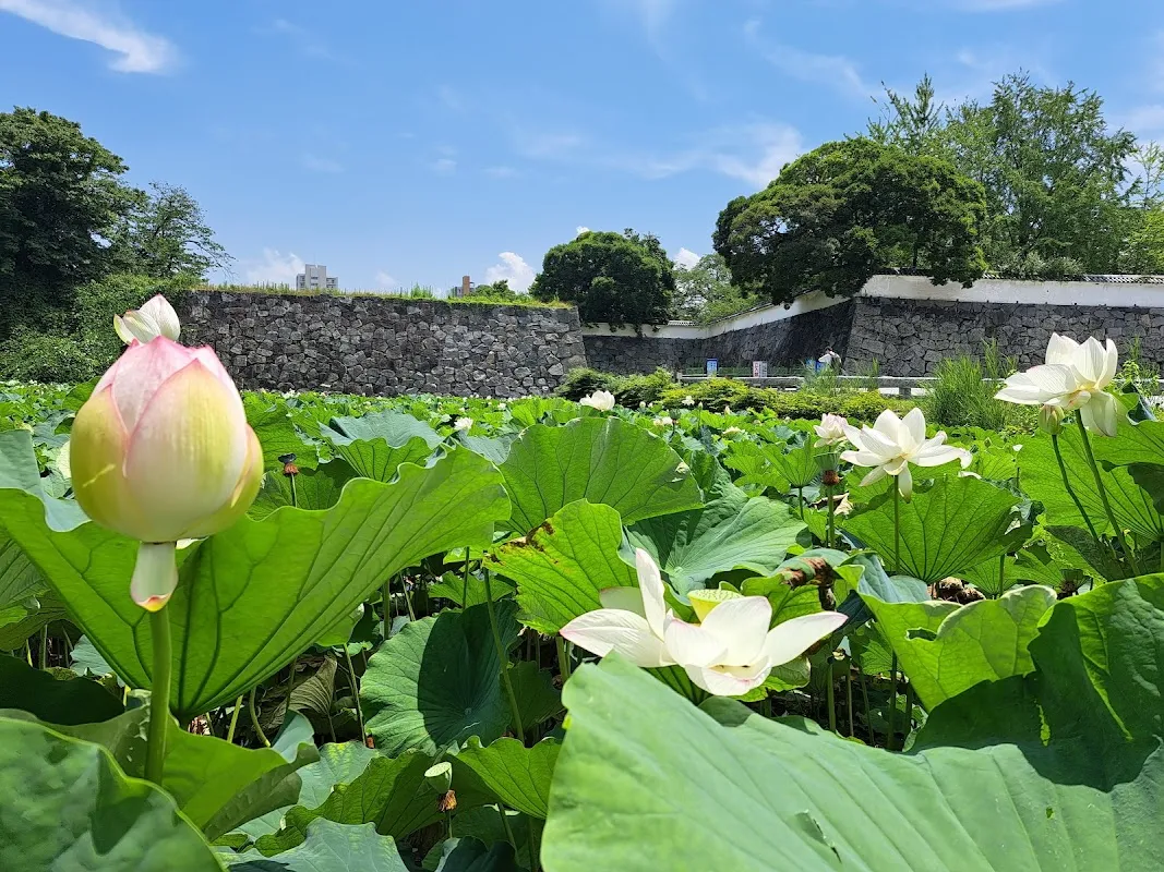 舞鶴公園 9