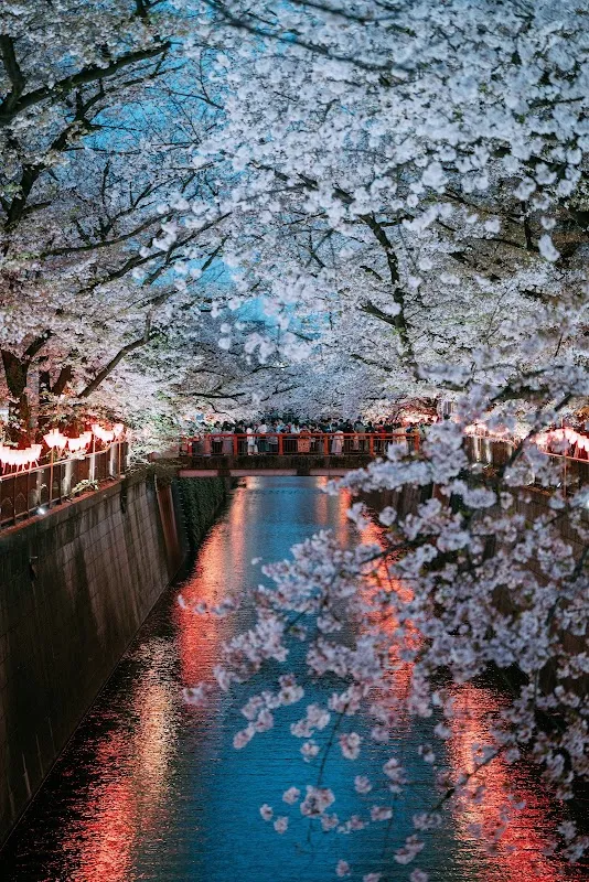 Meguro River 1