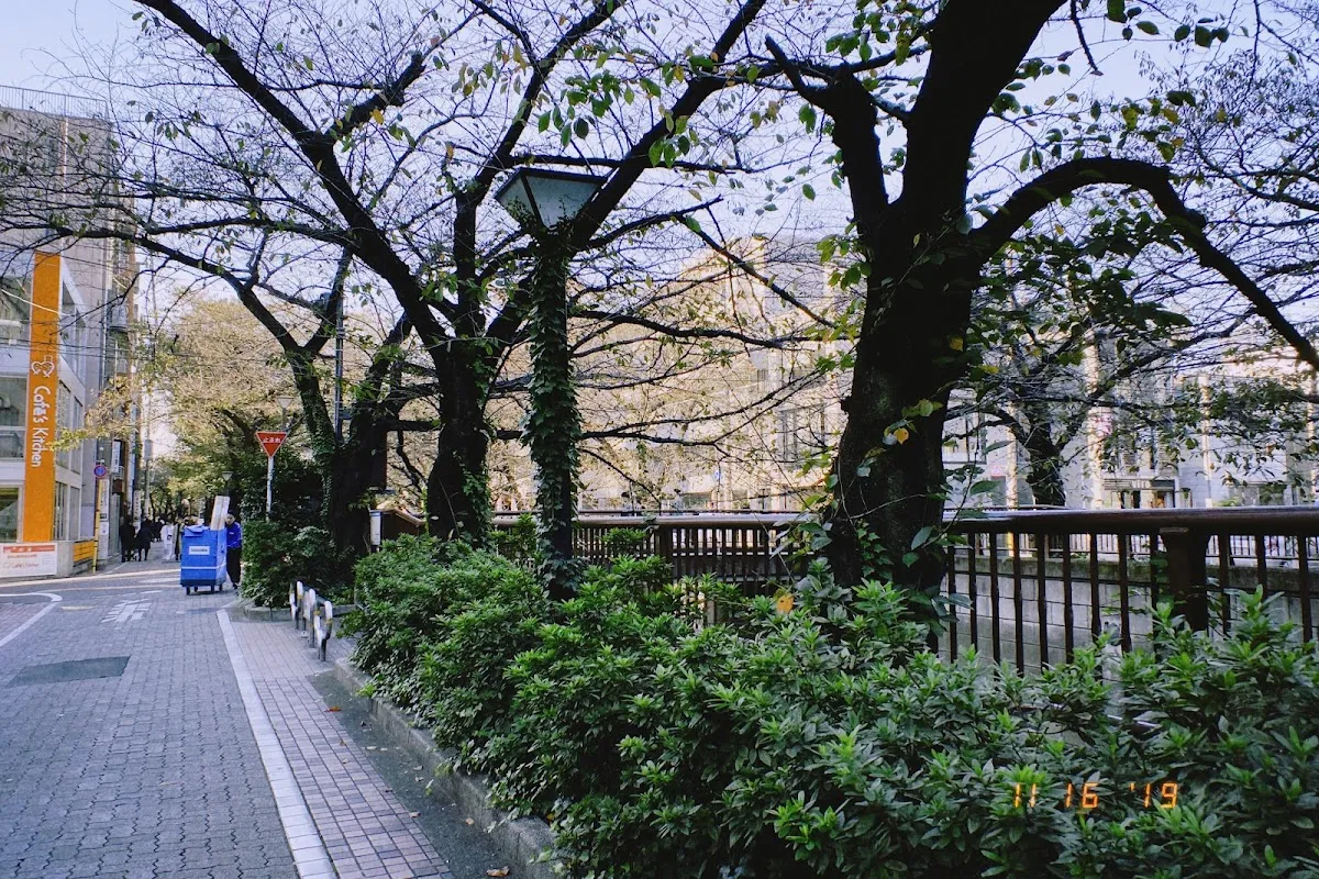 Meguro River 5