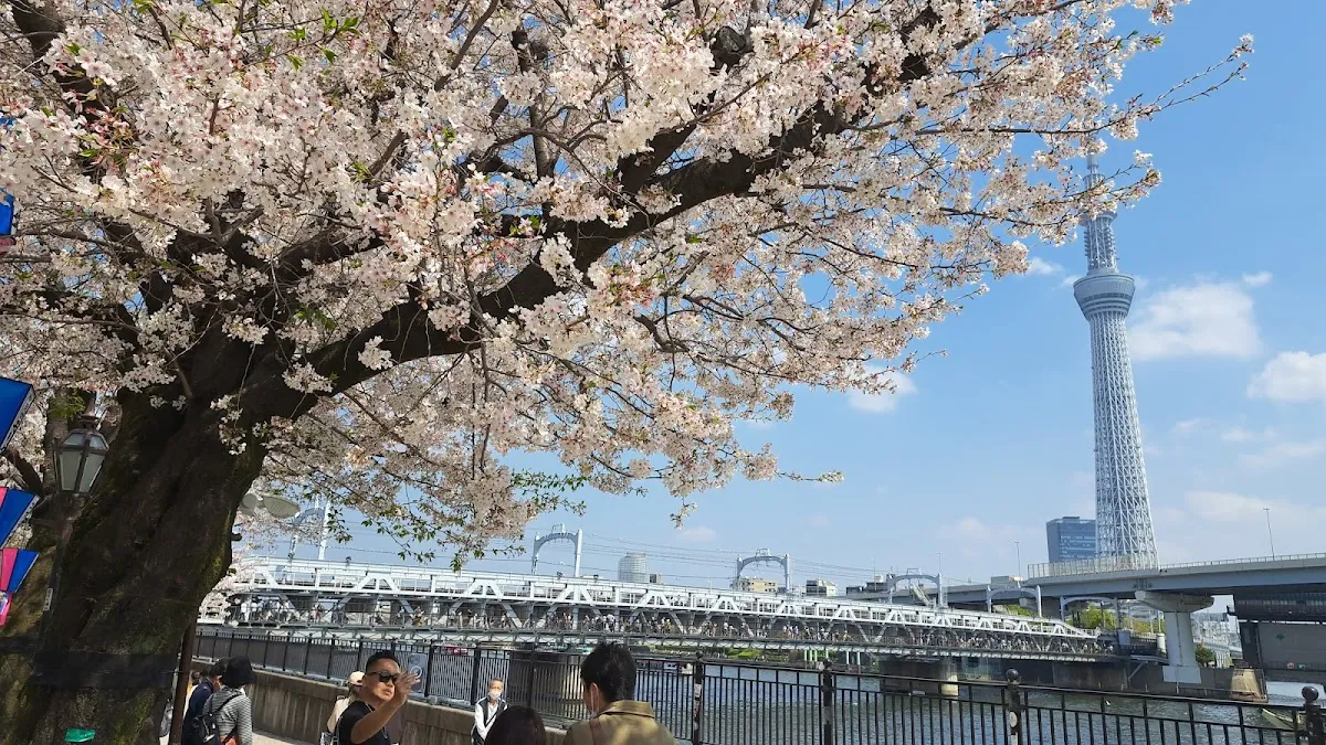 Sumida Park 7