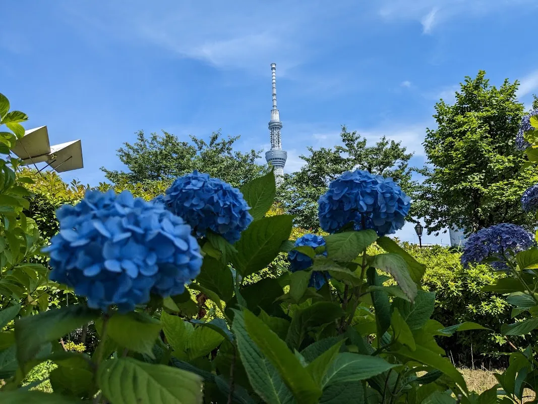 Sumida Park 10