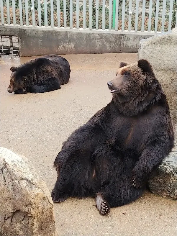 Bear Tree Park 5