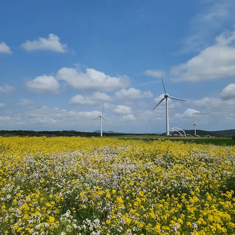 Rape Flower Plaza 5