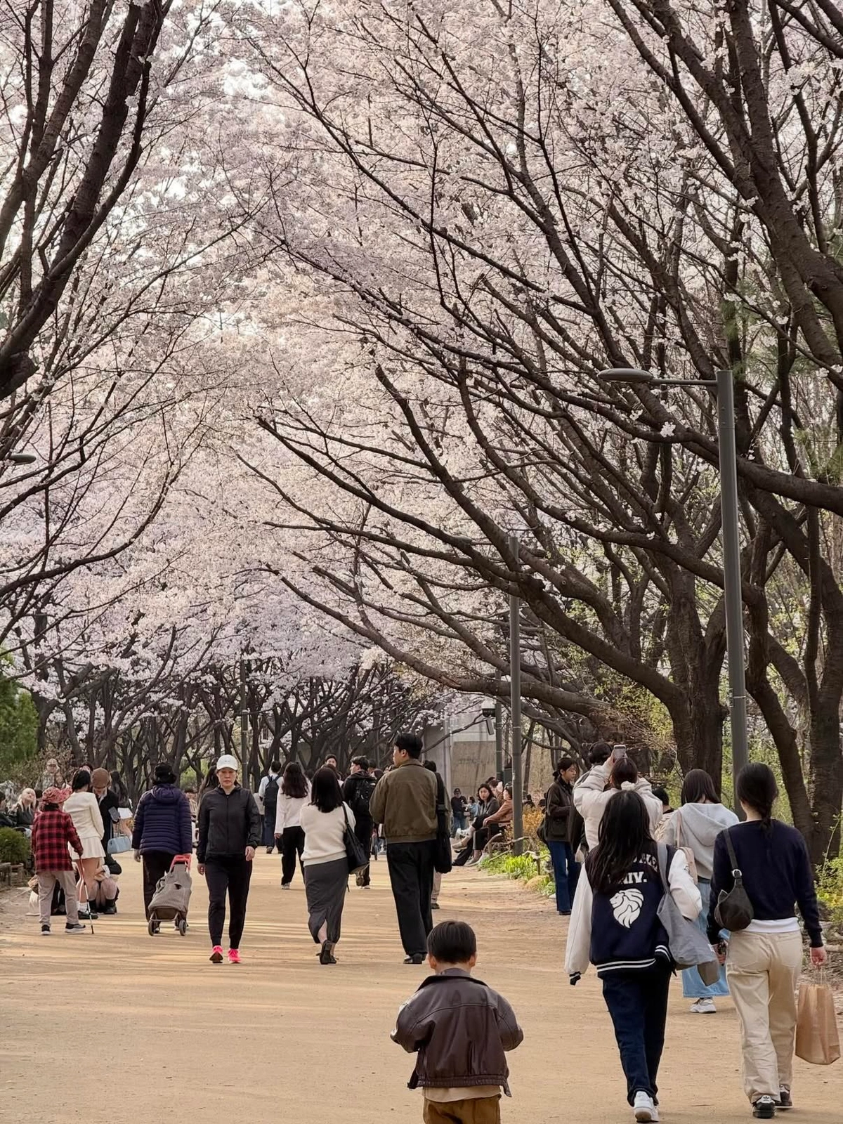 Seoul Forest 7