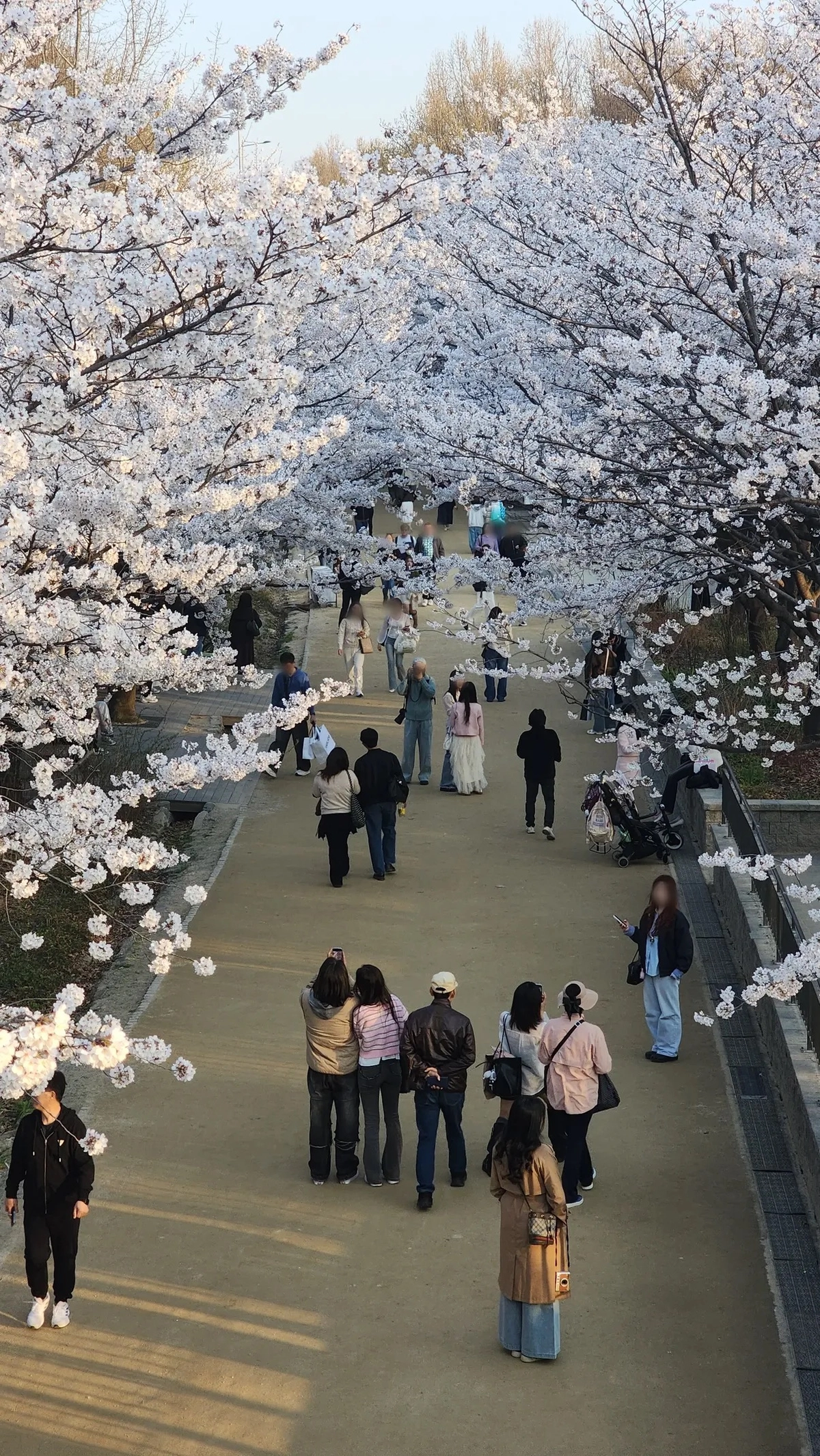 Seoul Forest 8