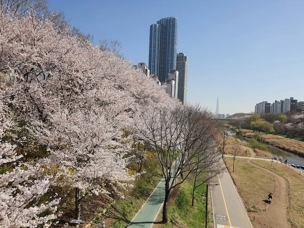 양재천 4