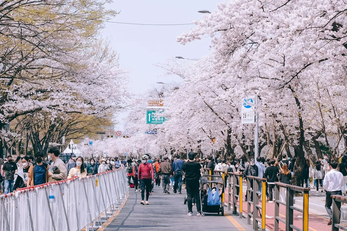 Yeouido Cherry Blossom Road