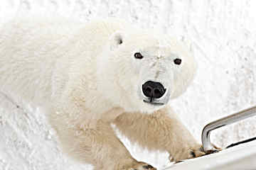 Onboard the Tundra Buggy