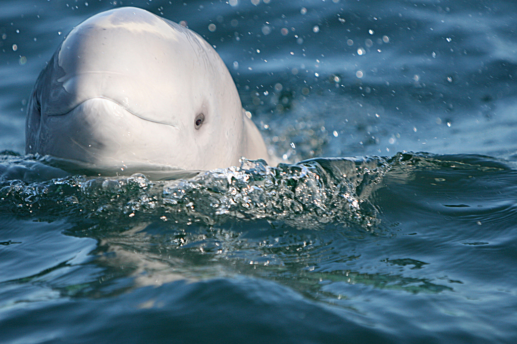 Beluga zodiac tour, back to Winnipeg