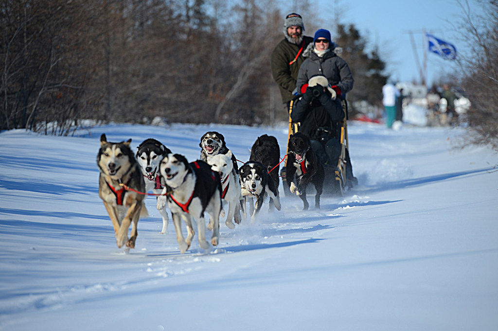 Dog Sledding in Churchill