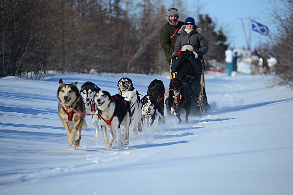 Dog Sledding in Churchill 