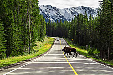 Icefields Parkway - Jasper to Lake Louise 