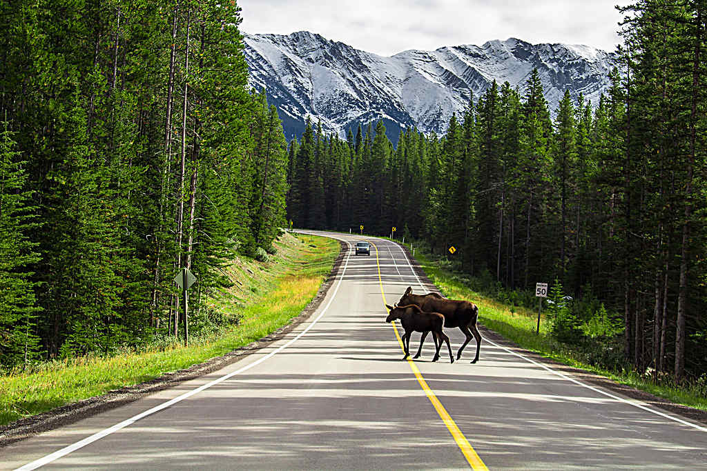 Icefields Parkway - Banff to Jasper