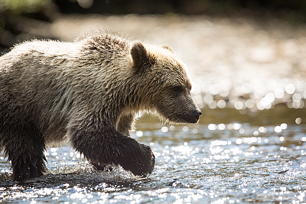 Float Plane to the Great Bear Rainforest