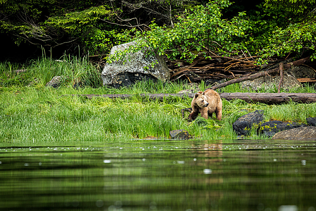View Grizzly Bears