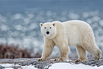 View polar bears, then return to Winnipeg 