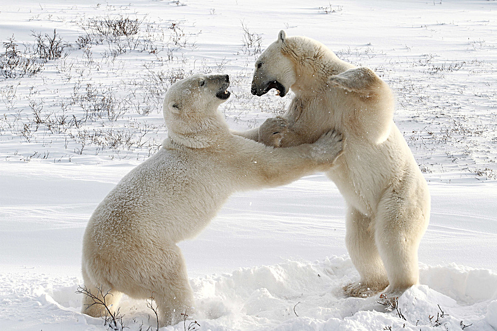 View polar bears up close