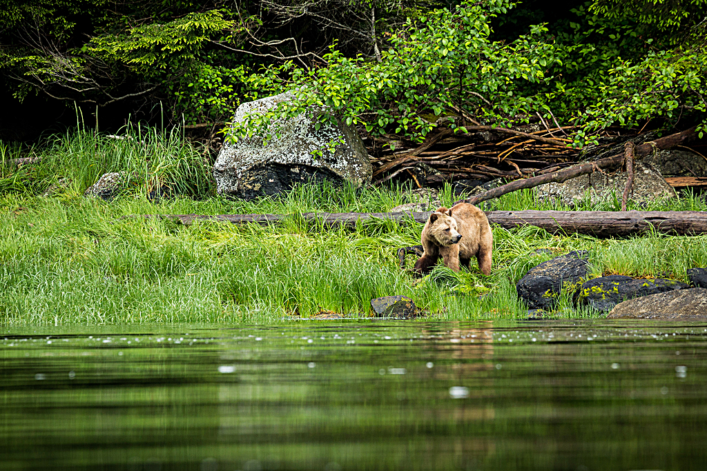 View Grizzly Bears 