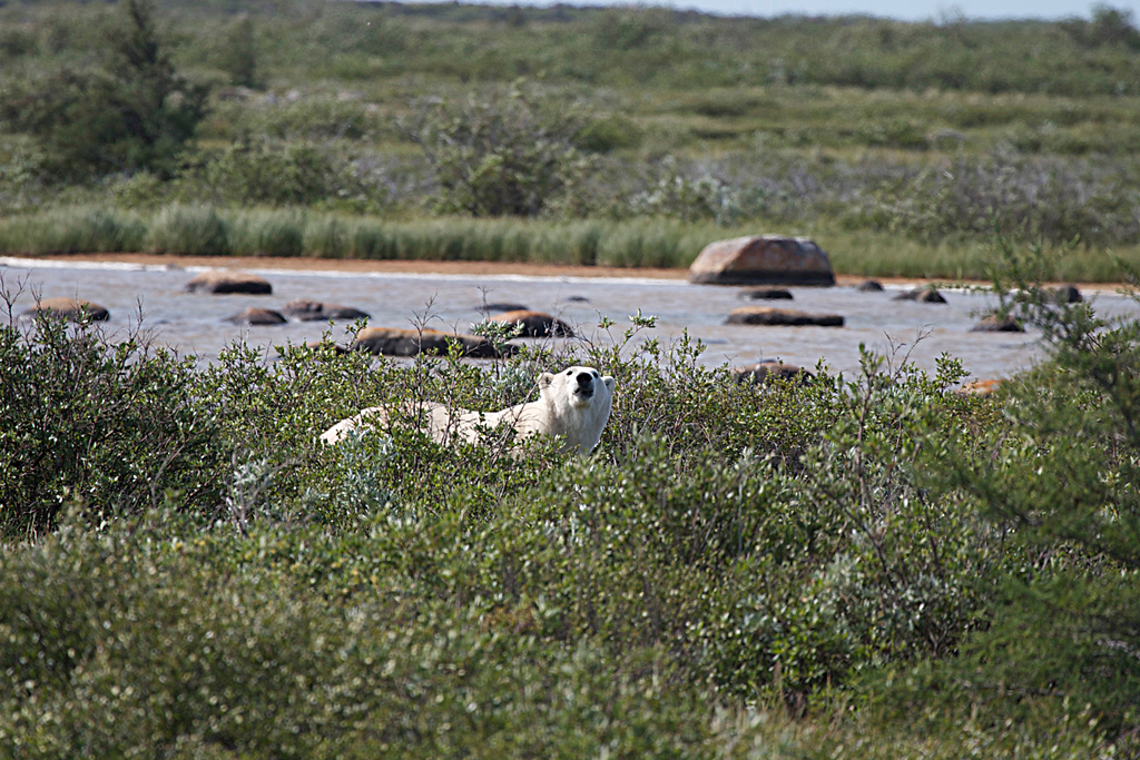 Polar bear viewing