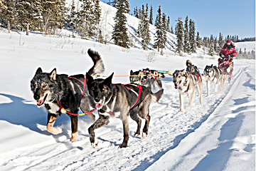 Outdoor adventures in Whitehorse