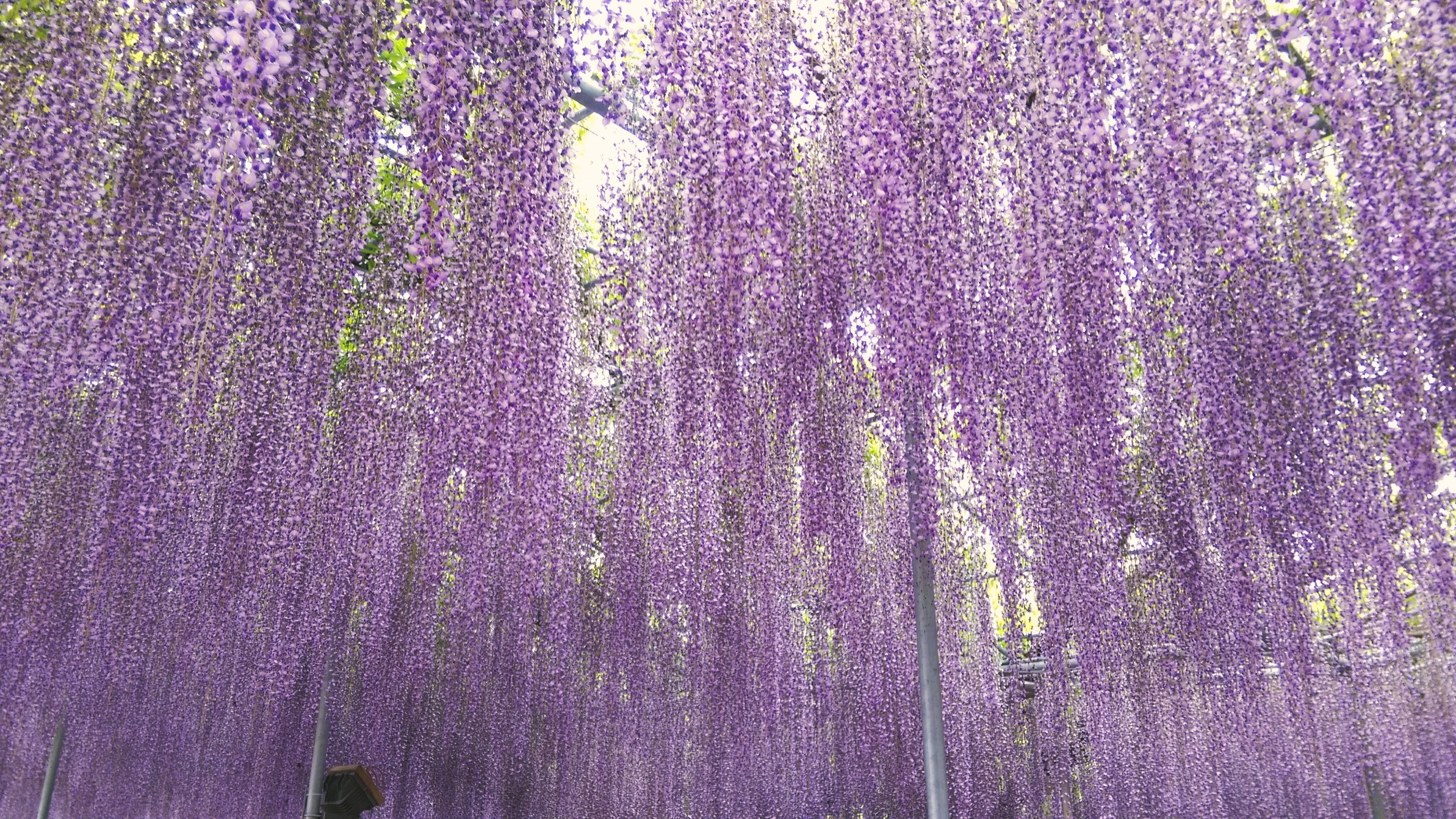 足利花卉公園