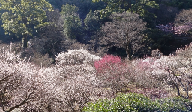 熱海梅園