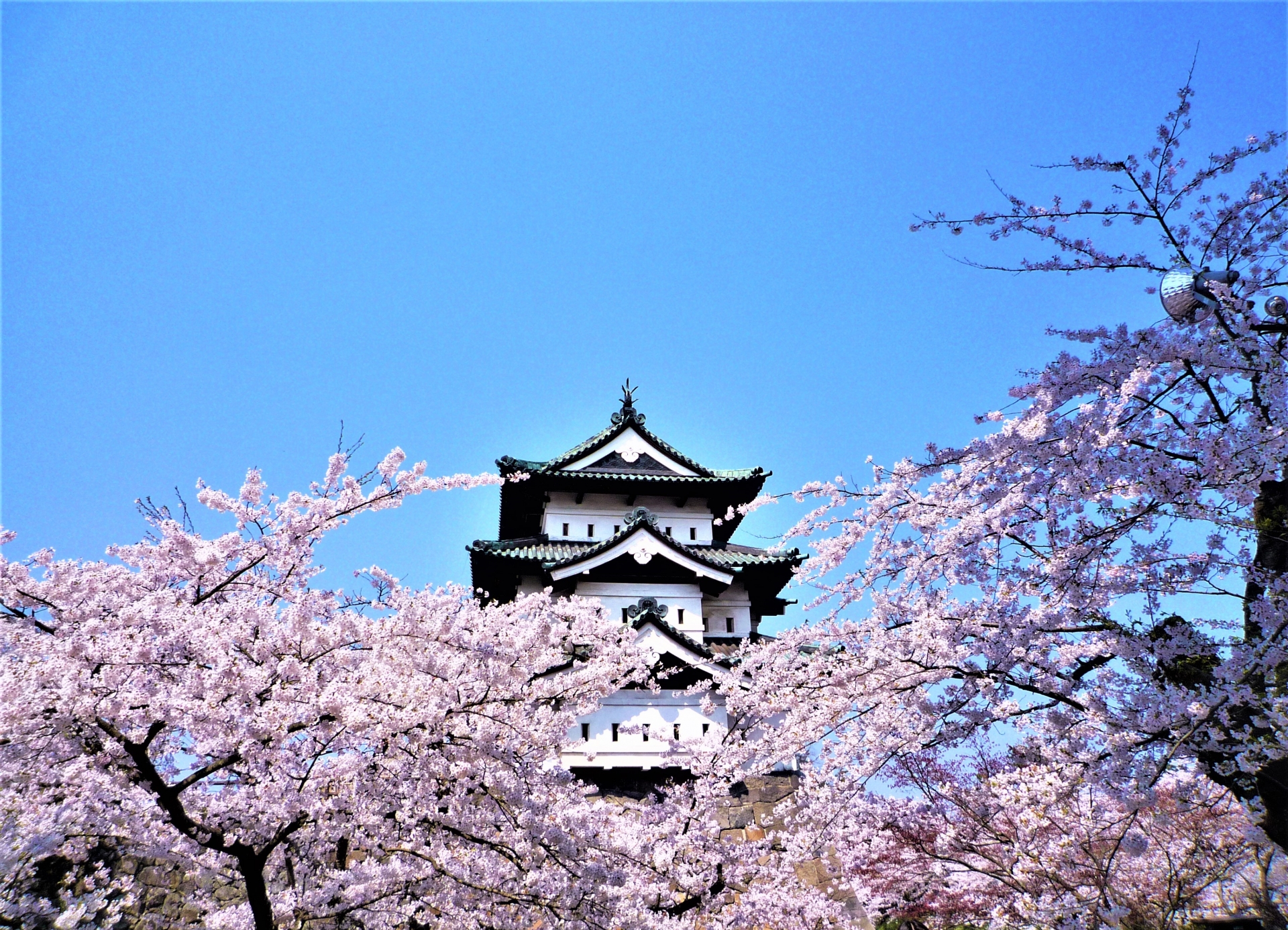 青森弘前公園景點介紹與行程參考資訊大公開