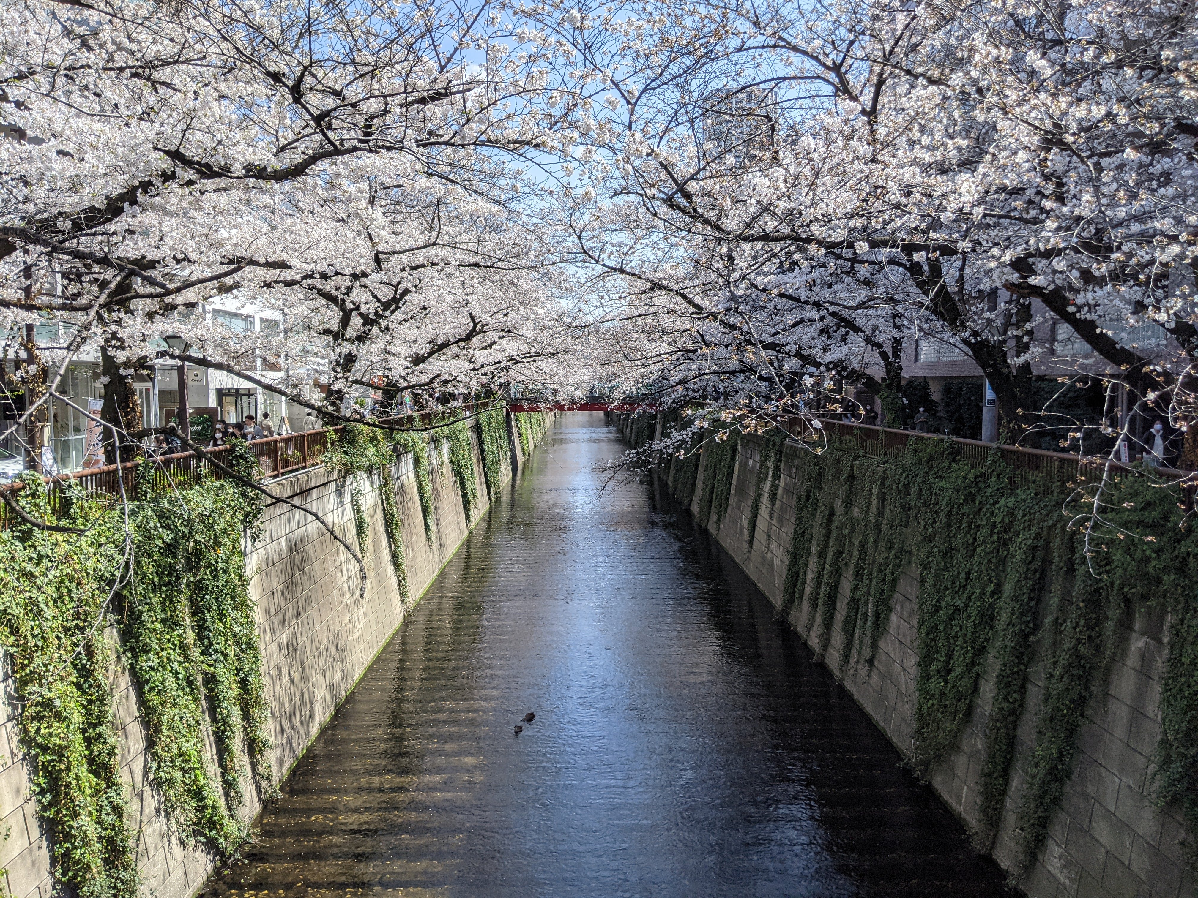 目黑川