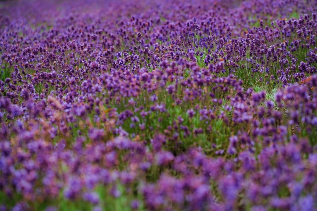 玉原薰衣草公園