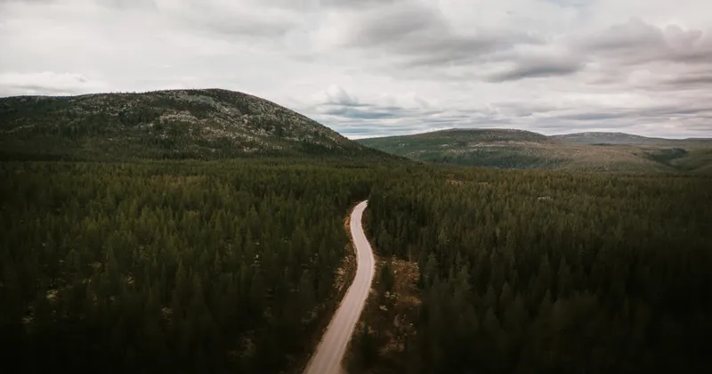 Vei gjennom skogen i Rendalen
