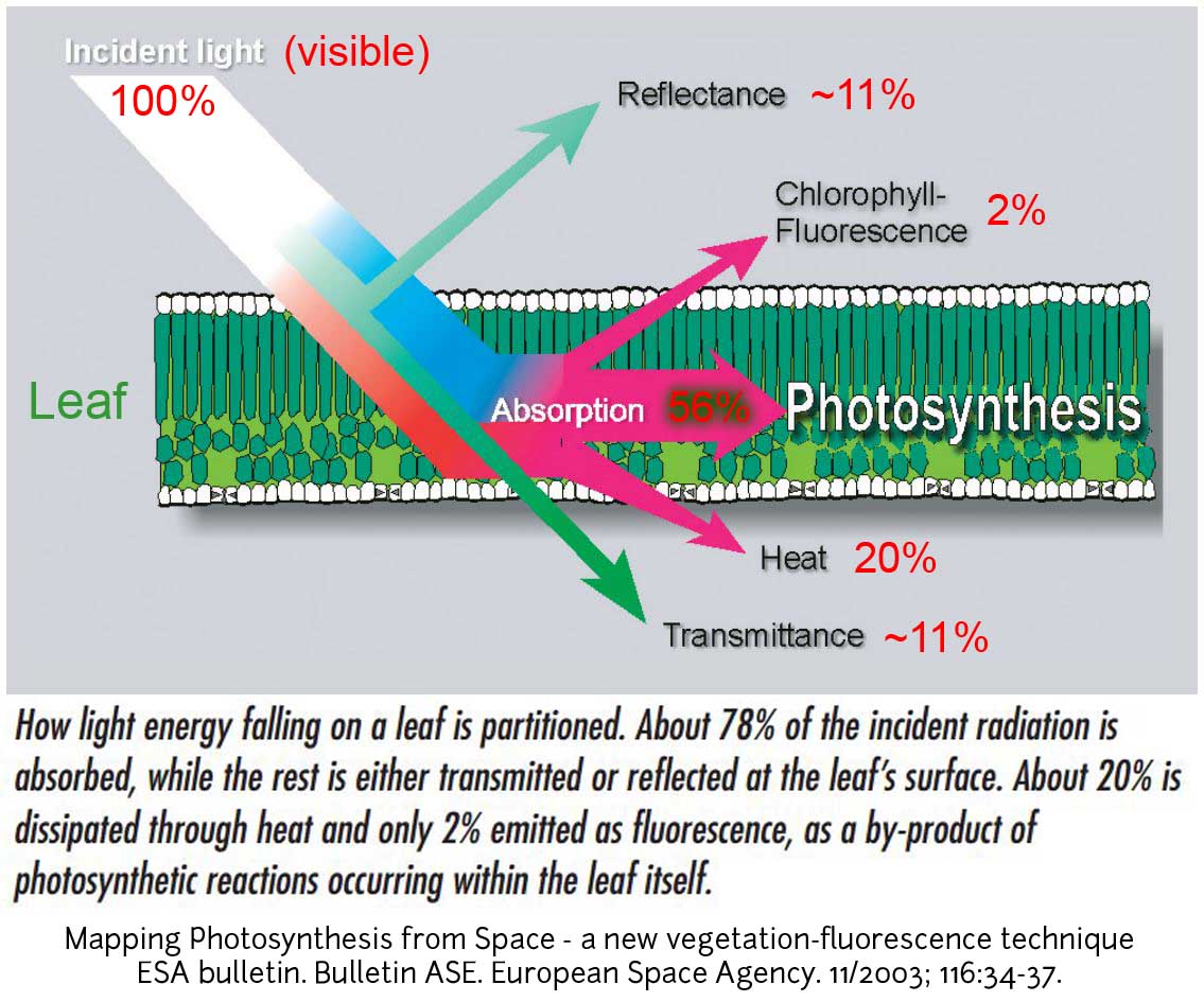 Видит c. Флуоресценция фотосинтез. Light absorption. Radiation absorption. Хлорофилл Лайт.