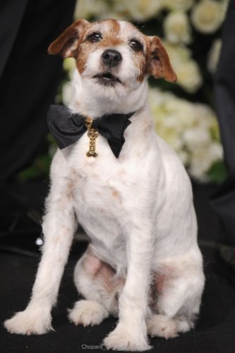Chopard Designs Uggie's Bow Tie for Academy Awards