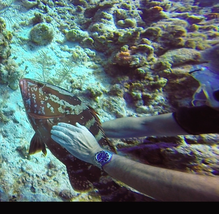 Rolex 666 Submariner Vintage Dive Photos