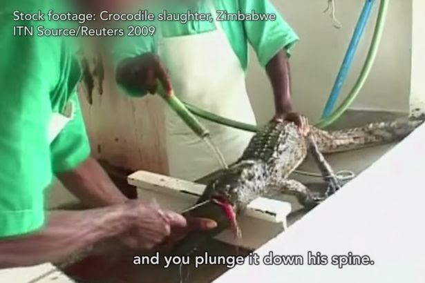 Exposed: Crocodiles and Alligators Factory-Farmed for Hermes 'Luxury' Goods