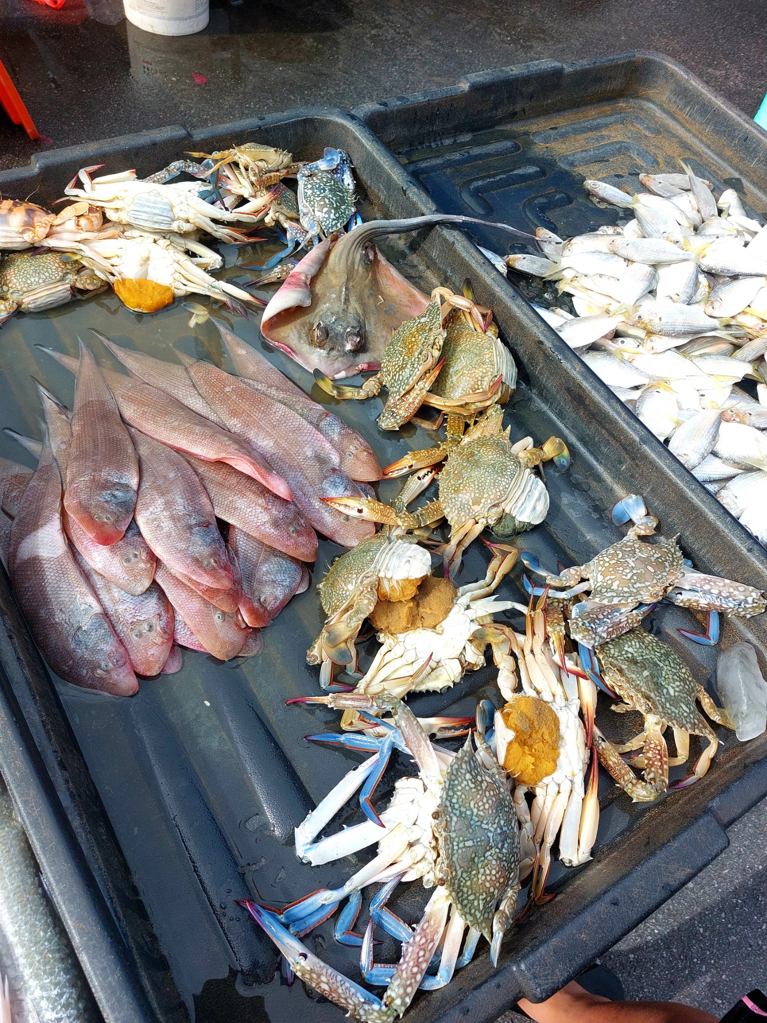 Photography - Fruit ( fish ) of the labour. Today wandering through empty  beach we meet local family who runs small restaurant nearby. We stayed with  them for a while watching net