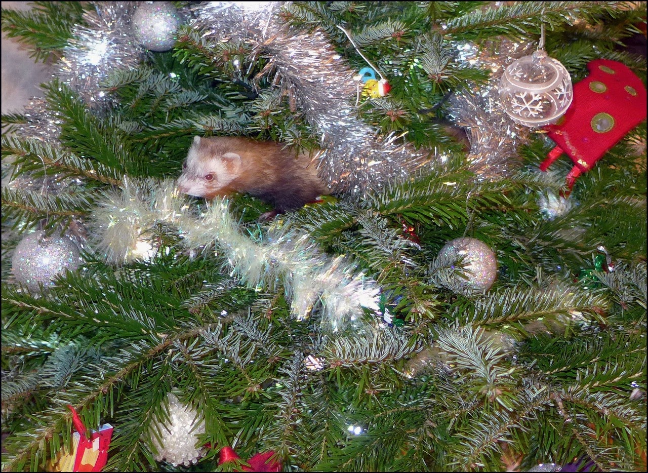 Ferret Legging - the sport where the main skill is to 