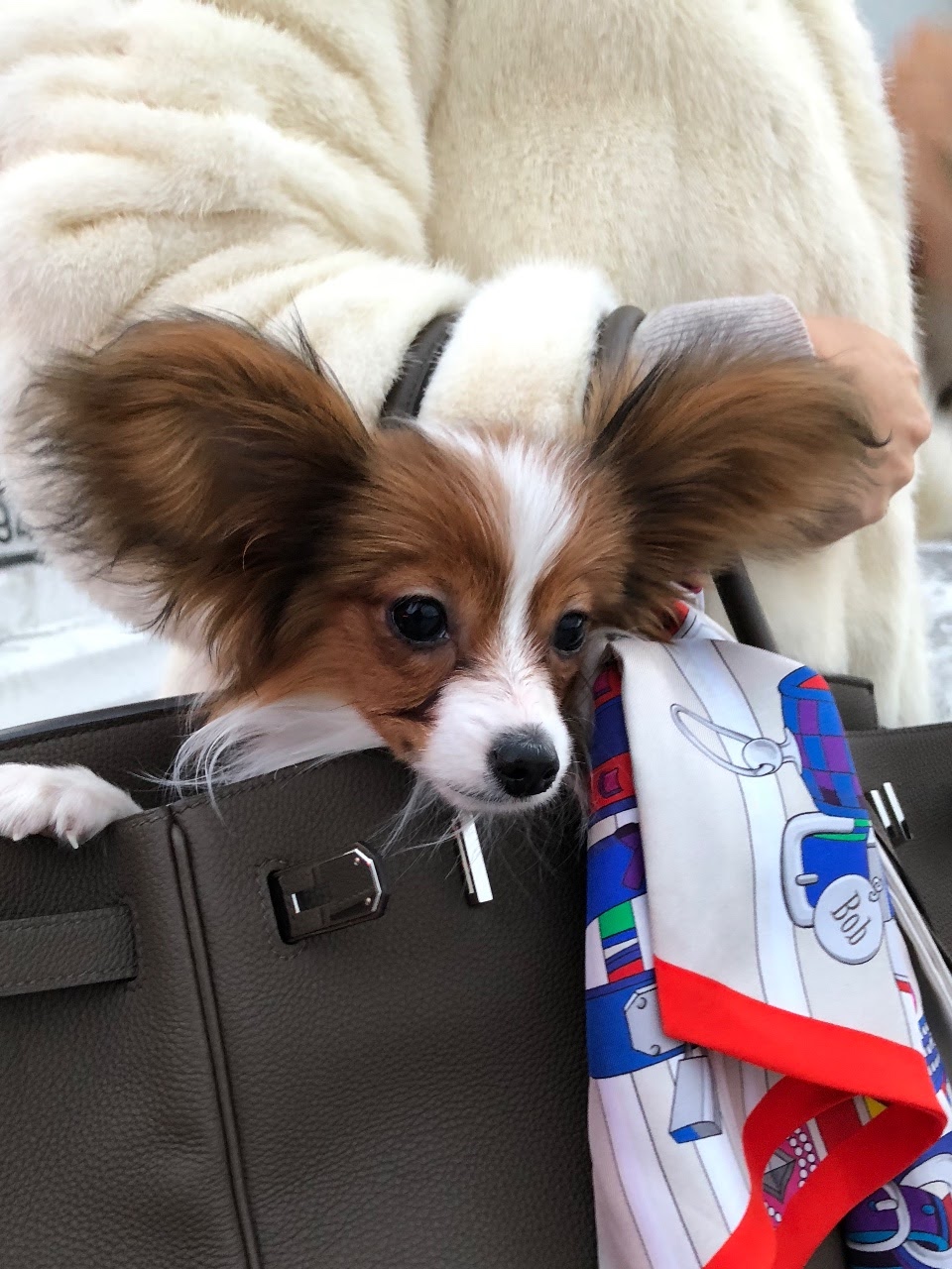 birkin dog