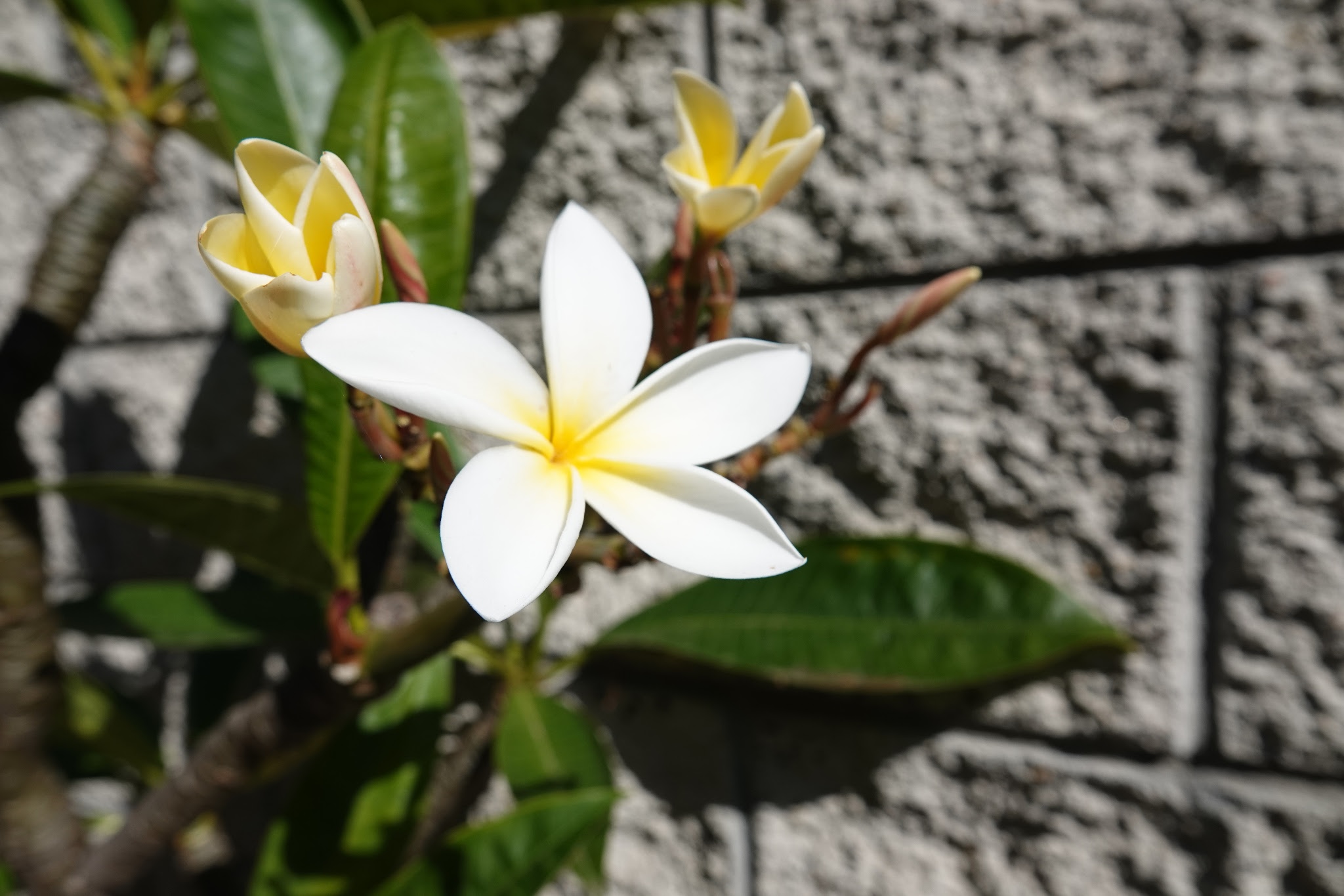 Plumeria Flower Meaning In Urdu Best Flower Site