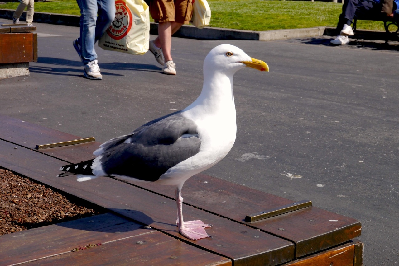 Pier 39