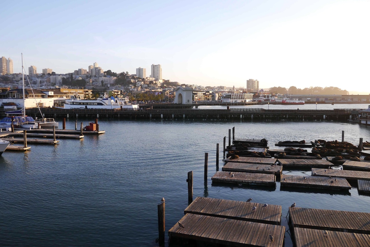 Pier 39. Sea Lion colony lying on jetty sunbaking