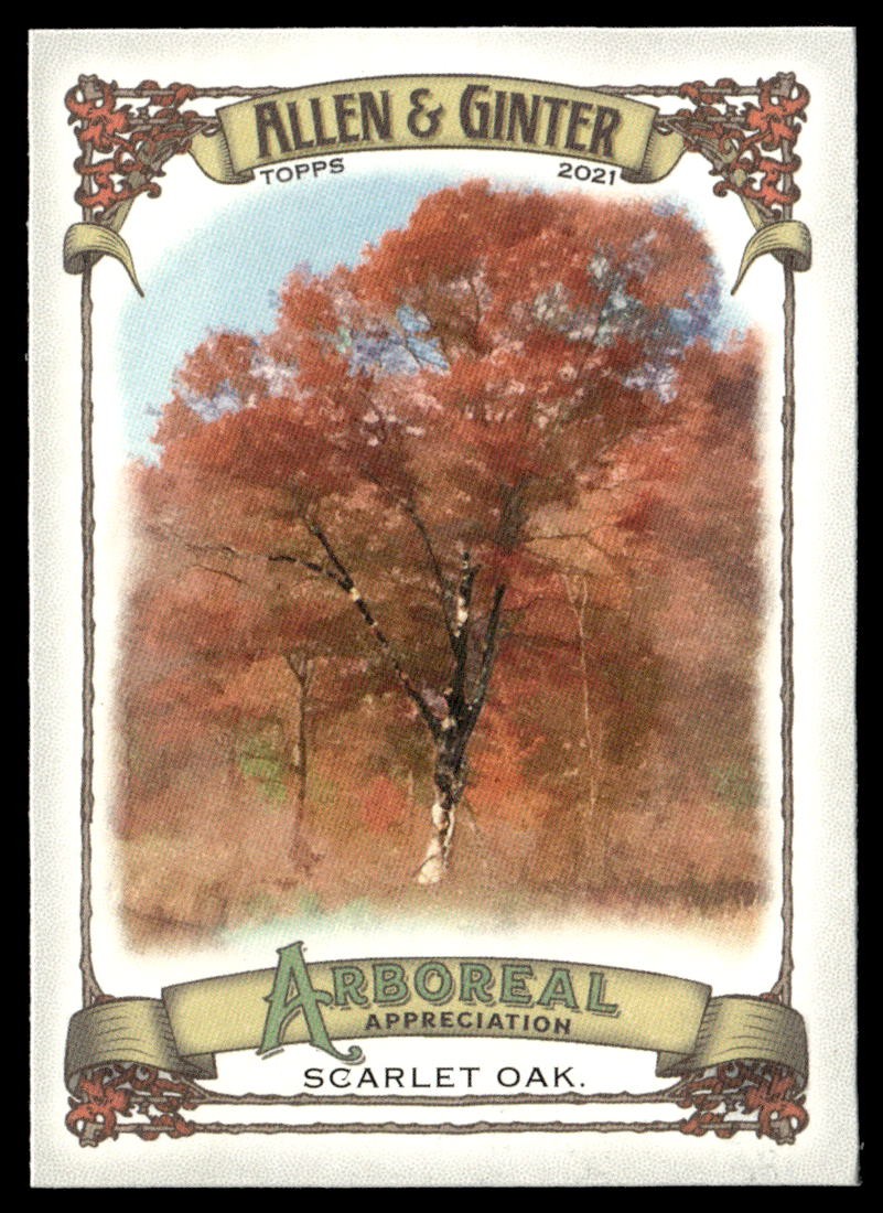 2021 Topps Allen & Ginter #AA-10 Scarlet Oak Arboreal Appreciation