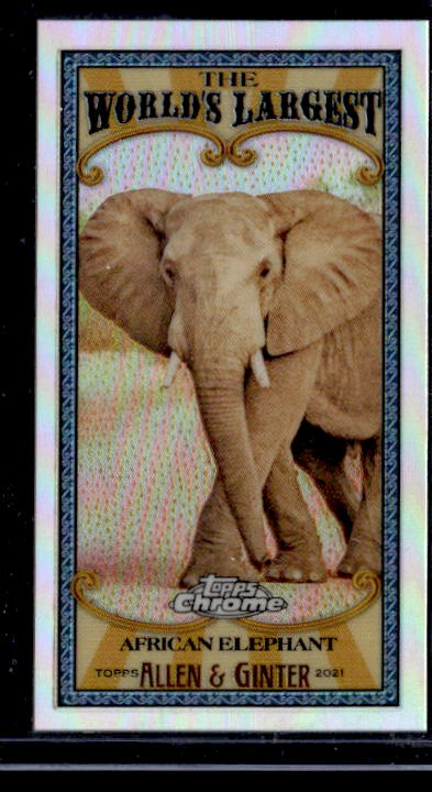 2021 Topps Allen & Ginter Chrome African Elephant Mini World’s Largest