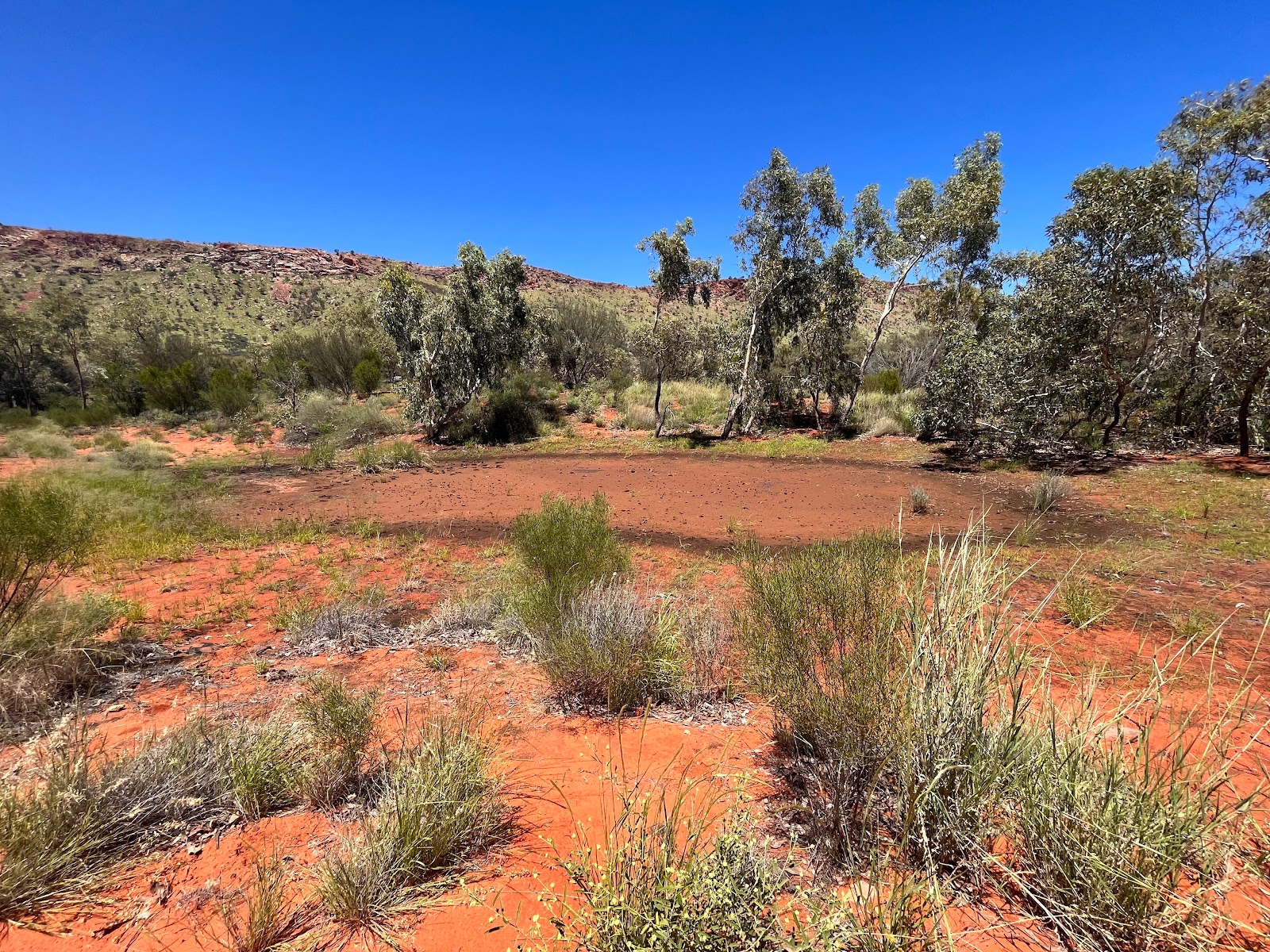 Picture of Discover the Alice Springs Desert Park