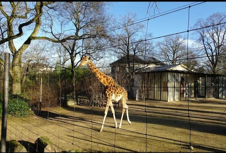 Picture of Discover the Basel Zoo