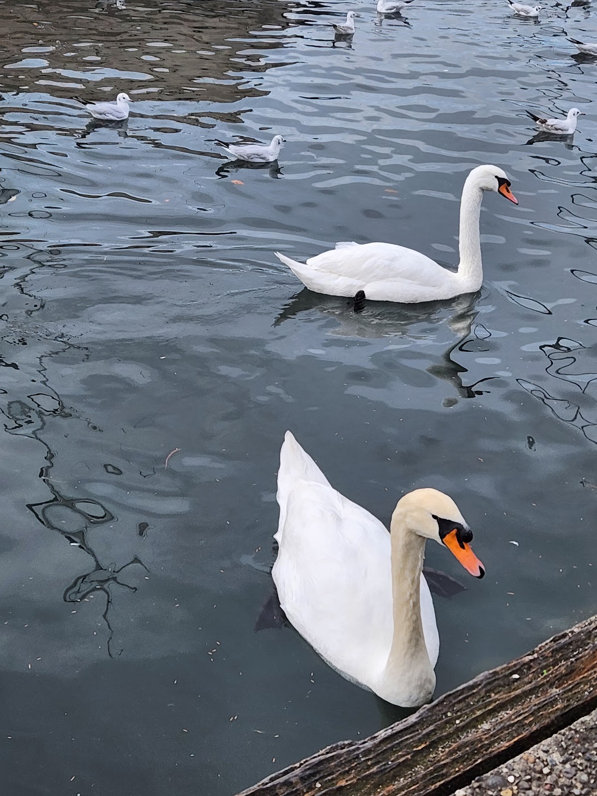 Picture of Stroll Around Lake Zürich